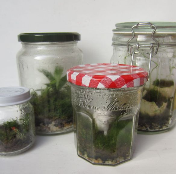 Closed jar moss terrariums. Credit: http://www.instructables.com/file/FKB3U7HHH2VNBLP